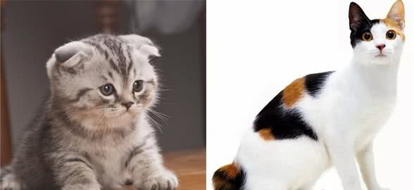 “智商最高”的8种猫，中华田园猫上榜
