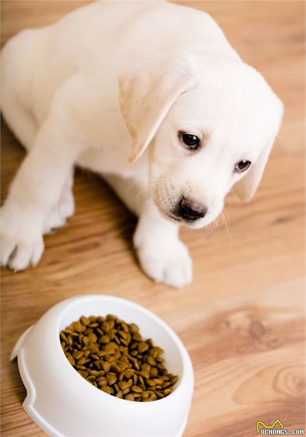 如何给狗子挑选宠物零食？有利于毛孩的身心健康