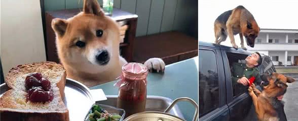 狗狗跟人生活久了,会对人有感情吗?