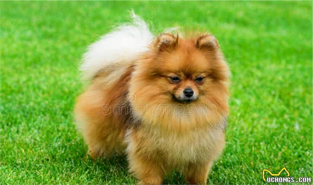 寻根问祖系列（28）：博美犬（Pomeranian）