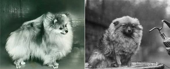 寻根问祖系列（28）：博美犬（Pomeranian）