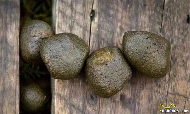 澳洲袋熊比大熊猫还要珍贵，拉的粑粑是立方形，并用它来标记领地