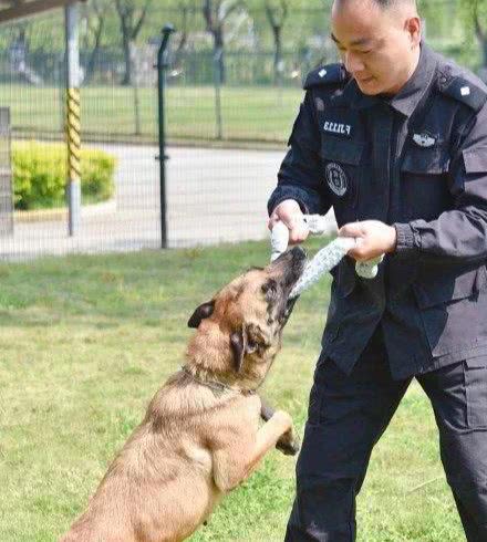 杭州65只警犬有保险了！这些忠诚勇猛的狗狗，应该被善待