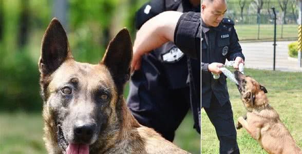 杭州65只警犬有保险了！这些忠诚勇猛的狗狗，应该被善待