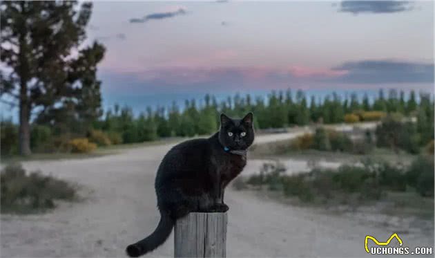 带猫咪旅行是一种怎样的感受？掌握这些技巧国庆假期猫咪陪你出游