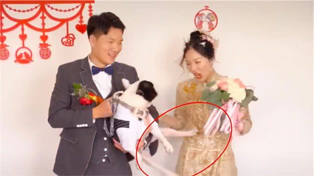 婚礼上狗狗一脚踢开主人！自家爱犬为何做出反常举动？