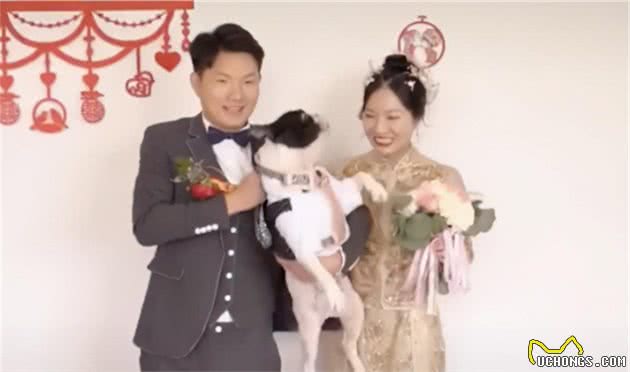 婚礼上狗狗一脚踢开主人！自家爱犬为何做出反常举动？