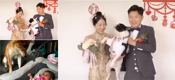 婚礼上狗狗一脚踢开主人！自家爱犬为何做出反常举动？