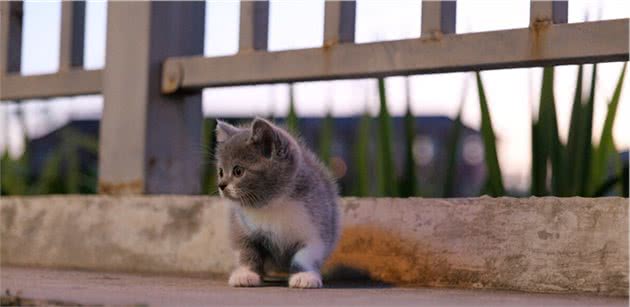 最适合家养的猫咪，快点把它带回家吧