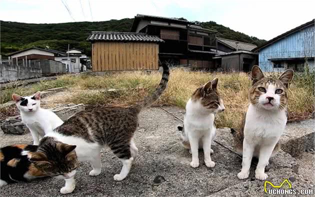 冬季救助流浪猫不该流于表面，除水与粮外，我们其实还能做很多