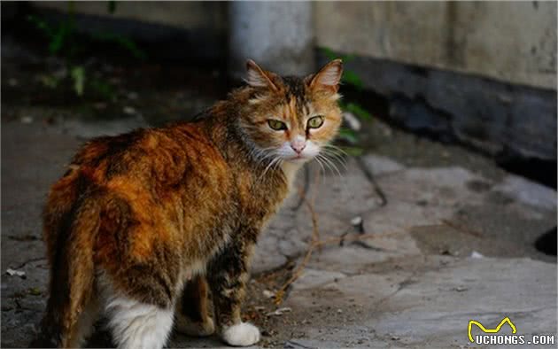 冬季救助流浪猫不该流于表面，除水与粮外，我们其实还能做很多