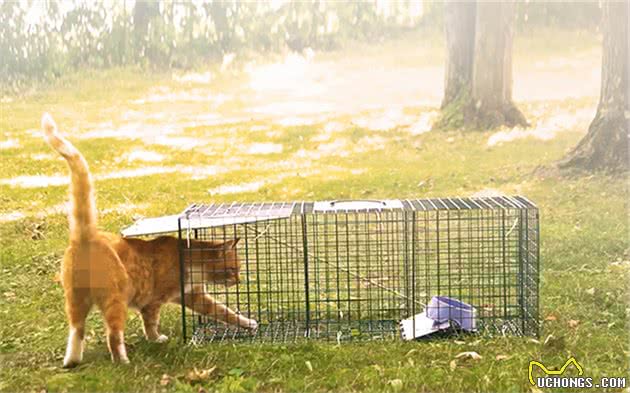 冬季救助流浪猫不该流于表面，除水与粮外，我们其实还能做很多