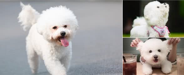 比熊的这些部位不能经常洗,“脏点”更健康