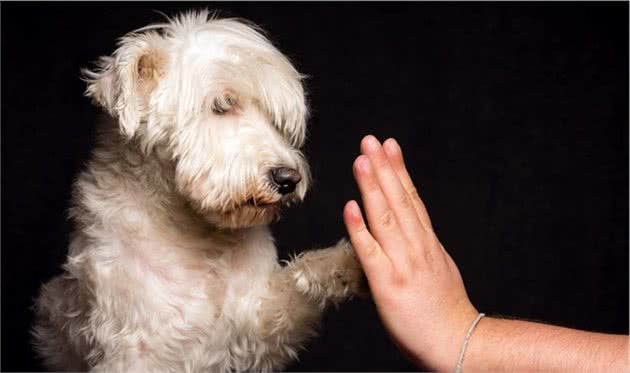 饲养雪纳瑞犬，主人做好这7点，狗子不再去医院