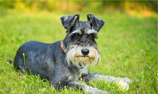 饲养雪纳瑞犬，主人做好这7点，狗子不再去医院