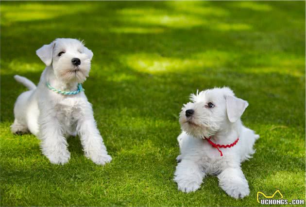 饲养雪纳瑞犬，主人做好这7点，狗子不再去医院