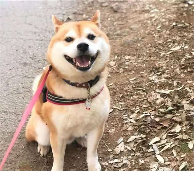 柴犬定点上厕所心得，值得收藏