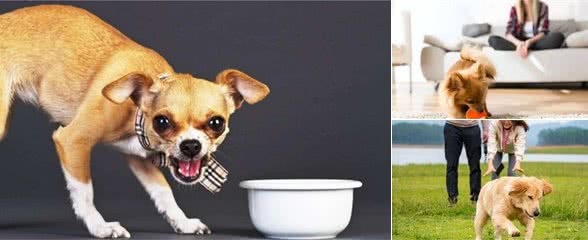 狗狗把你当“保姆”,就会有这几个表现,你家有吗?