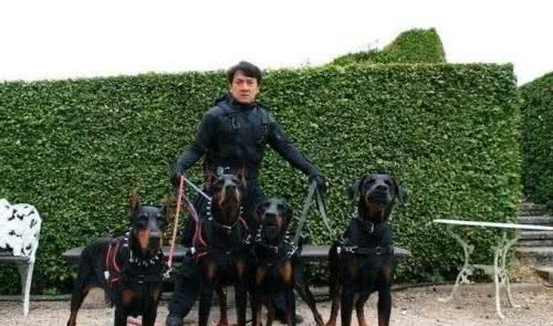 宾莎犬和雪纳瑞类-獒犬、瑞士山地犬和瑞士牧牛犬组有哪些名犬？