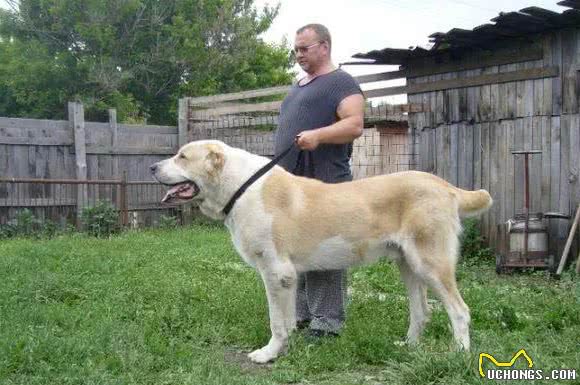 宾莎犬和雪纳瑞类-獒犬、瑞士山地犬和瑞士牧牛犬组有哪些名犬？