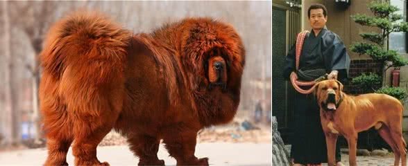 宾莎犬和雪纳瑞类-獒犬、瑞士山地犬和瑞士牧牛犬组有哪些名犬？