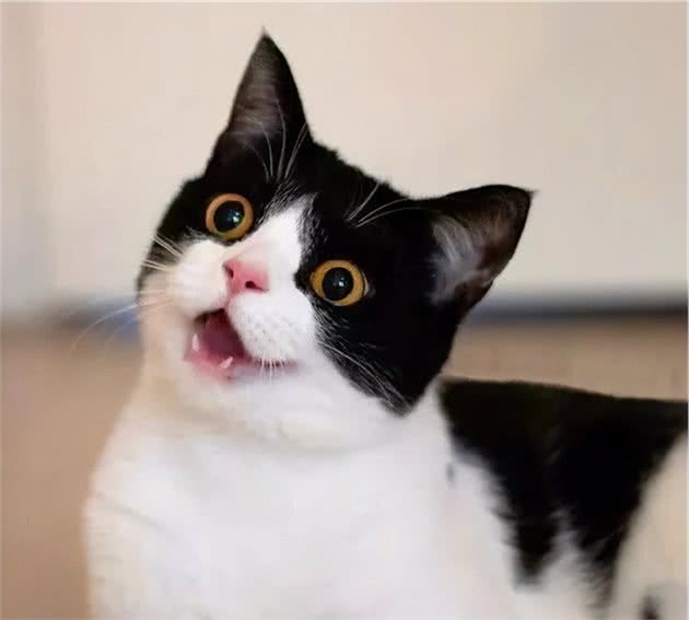 “穷人”养猫，最好不要养这5种，太烧钱