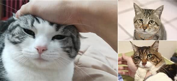 你知道美国短毛猫和中国狸花猫的区别吗？