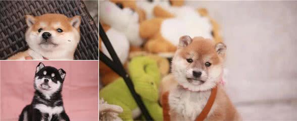 柴犬真的很难需驯服吗？