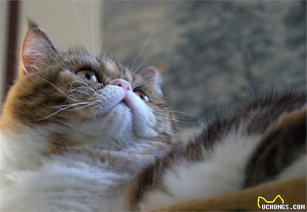 “猫中王妃”波斯猫，原来优点那么多，看完我也想养一只