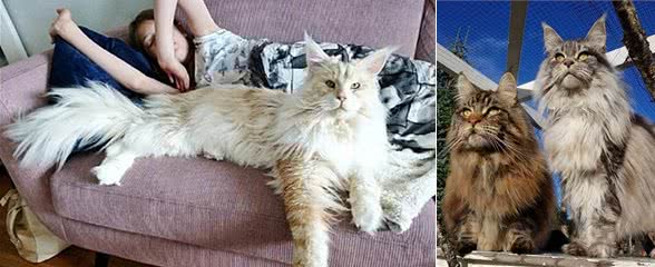 缅因猫气场太强，让人难以靠近，那是你没有真正了解它