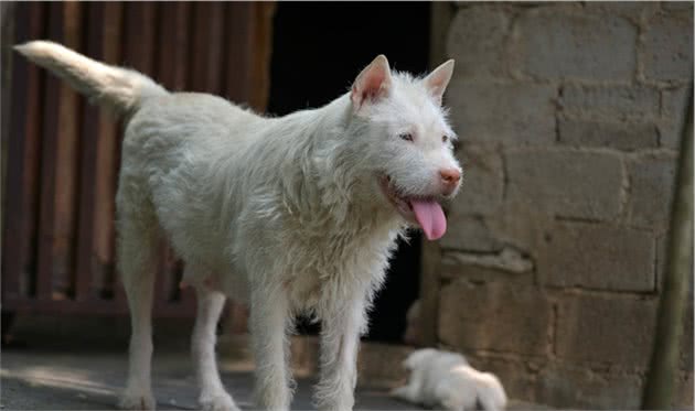 中华名猎—下司犬