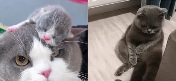 英国短毛猫好养吗？了解完它这5个优点，你确定不养一只吗？