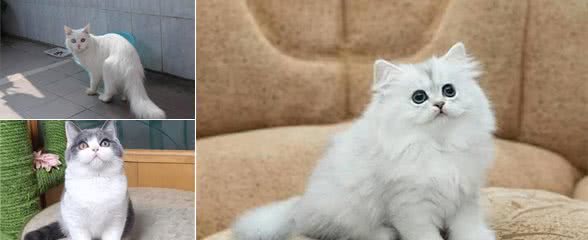 这6种猫咪非常忠心，养过的人，都说不后悔