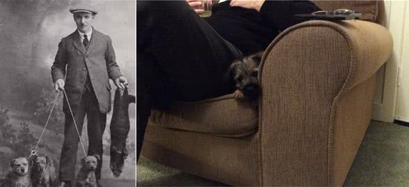 英国边境犬（又名边境边梗）Gem长成记