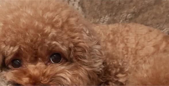 吾家有狗叫卷卷（一）