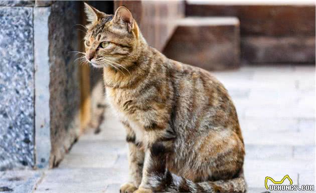 “狸花猫”的优缺点大汇总，看完保你秒懂