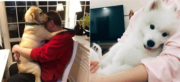 6种最不爱黏人的狗狗，甚至像猫咪一样高冷，有你家的吗？