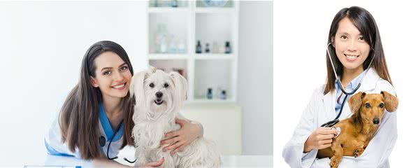 蜱虫的特征有哪些？蜱虫对宠物犬的危害以及狗患蜱病后的治疗方法