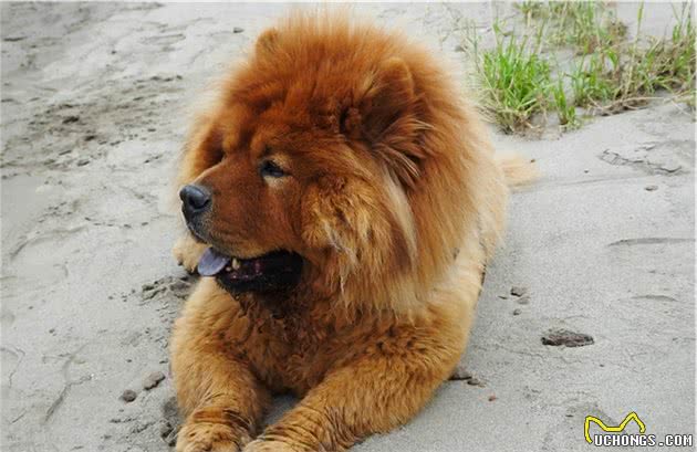 街拍：松狮犬文静地躺在长江沙滩上，吐蓝舌头