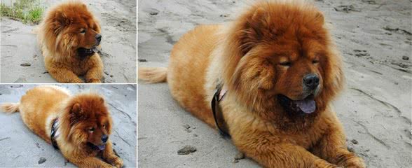 街拍：松狮犬文静地躺在长江沙滩上，吐蓝舌头