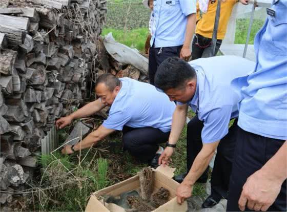 黑龙江清河柴火垛里发现豹猫幼崽，已被抱走，猫妈妈回来怎么办？