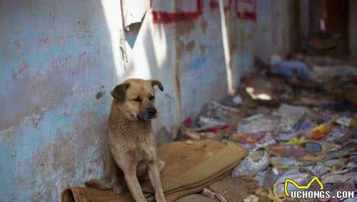 中华田园犬的生存繁衍已经到了生死攸关的关键时刻！