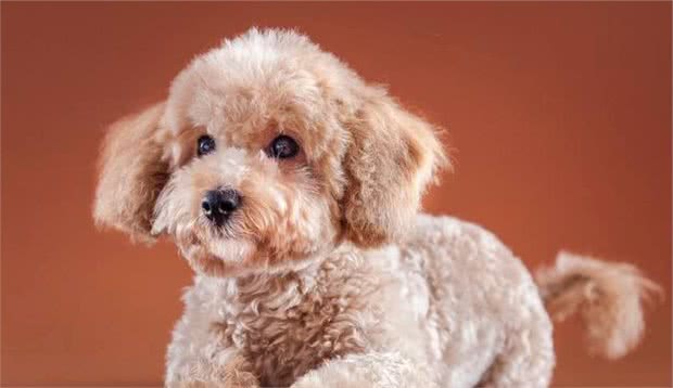 泰迪幼犬一顿吃多少？要根据它的体质判断，使用科学的喂养方法
