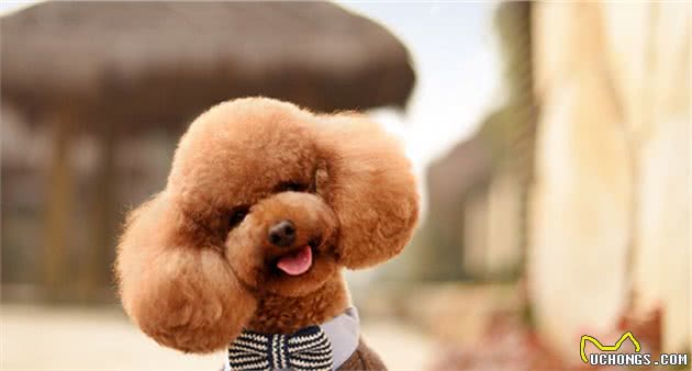 泰迪幼犬一顿吃多少？要根据它的体质判断，使用科学的喂养方法