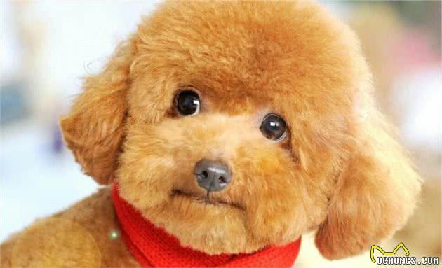 泰迪幼犬一顿吃多少？要根据它的体质判断，使用科学的喂养方法