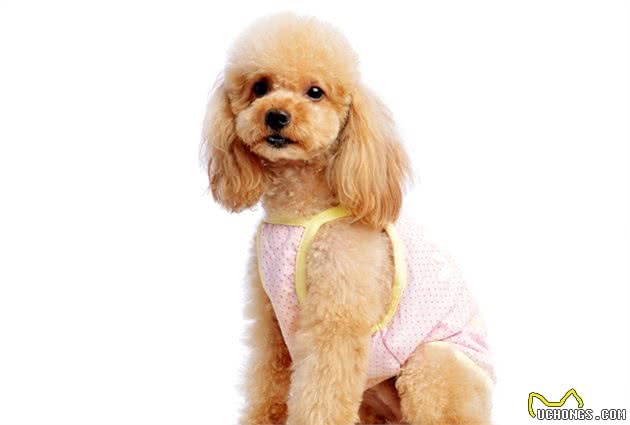 泰迪幼犬一顿吃多少？要根据它的体质判断，使用科学的喂养方法