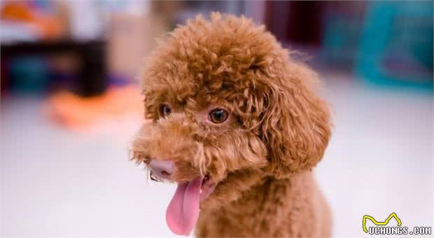 泰迪幼犬一顿吃多少？要根据它的体质判断，使用科学的喂养方法