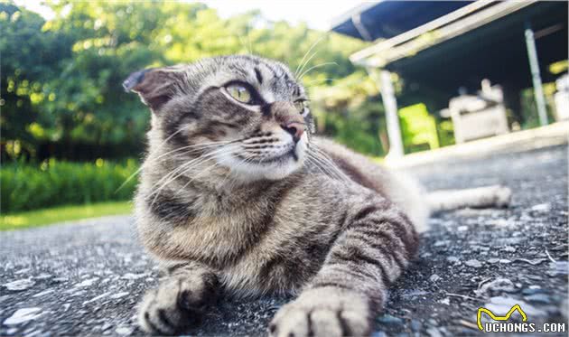 猫的生活习性特征