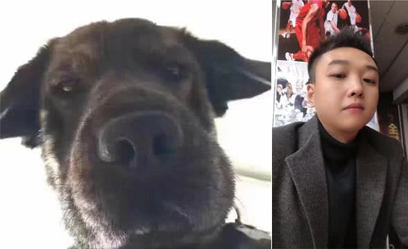 新人养50只狗能赚多少钱？