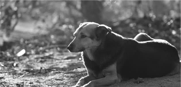 中华田园犬，那只“土狗”让我放弃了养狗的念头